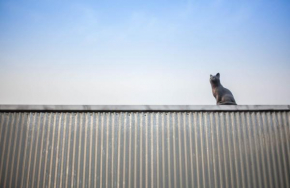 양철지붕위의 고양이Cat on a Hot Tin Roof